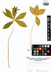 Paris verticillata M.Bieb., Siberia, Russian Far East (S6) (Russia)