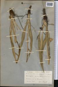 Takhtajaniantha austriaca (Willd.) Zaika, Sukhor. & N.Kilian, Middle Asia, Northern & Central Kazakhstan (M10) (Kazakhstan)