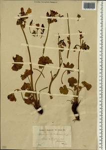 Pelargonium endlicherianum Fenzl, South Asia, South Asia (Asia outside ex-Soviet states and Mongolia) (ASIA) (Turkey)