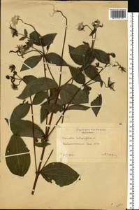 Clematis integrifolia L., Eastern Europe, Moscow region (E4a) (Russia)