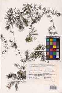 Ceratophyllum demersum L., Eastern Europe, Lower Volga region (E9) (Russia)