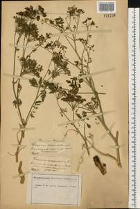 Conium maculatum L., Eastern Europe, Central forest-and-steppe region (E6) (Russia)