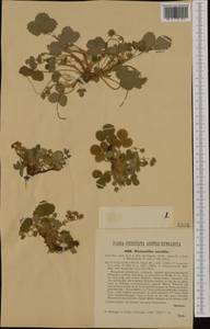 Potentilla sterilis (L.) Garcke, Western Europe (EUR) (Austria)