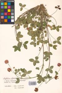 Trifolium hybridum L., Eastern Europe, Moscow region (E4a) (Russia)