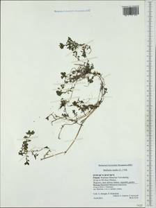 Stellaria media (L.) Vill., Western Europe (EUR) (Poland)