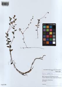 KUZ 001 859, Vaccinium oxycoccos L., Siberia, Altai & Sayany Mountains (S2) (Russia)