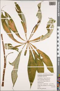 Arisaema consanguineum Schott, South Asia, South Asia (Asia outside ex-Soviet states and Mongolia) (ASIA) (Vietnam)