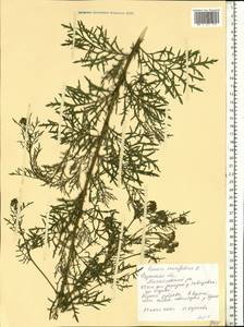 Jacobaea erucifolia subsp. erucifolia, Eastern Europe, Central region (E4) (Russia)
