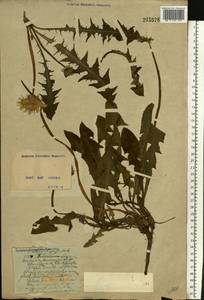 Taraxacum officinale Weber ex F. H. Wigg., Eastern Europe, North Ukrainian region (E11) (Ukraine)