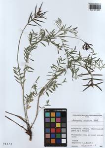 KUZ 001 485, Astragalus ceratoides M. Bieb., Siberia, Altai & Sayany Mountains (S2) (Russia)
