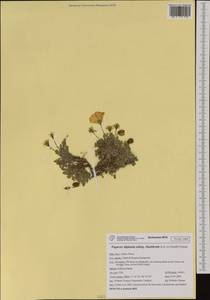 Papaver alpinum subsp. alpinum, Western Europe (EUR) (Italy)