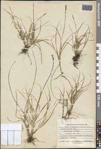 Carex brunnescens (Pers.) Poir., Eastern Europe, Northern region (E1) (Russia)