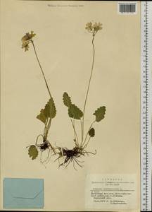 Primula cortusoides L., Siberia, Altai & Sayany Mountains (S2) (Russia)