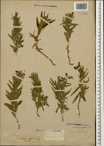 Gratiola officinalis L., Caucasus, Krasnodar Krai & Adygea (K1a) (Russia)