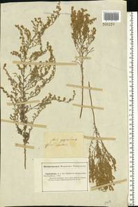 Artemisia maritima L., Eastern Europe, Lower Volga region (E9) (Russia)
