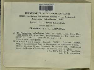 Pogonatum spinulosum Mitt., Bryophytes, Bryophytes - Russian Far East (excl. Chukotka & Kamchatka) (B20) (Russia)