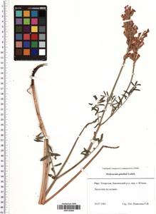 Hedysarum gmelinii Ledeb., Eastern Europe, Middle Volga region (E8) (Russia)