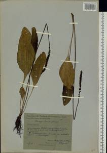 Plantago cornuti Gouan, Eastern Europe, Eastern region (E10) (Russia)