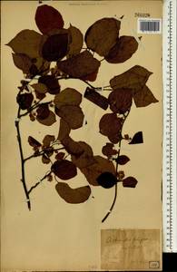 Actinidia polygama (Siebold & Zucc.) Maxim., South Asia, South Asia (Asia outside ex-Soviet states and Mongolia) (ASIA) (Japan)