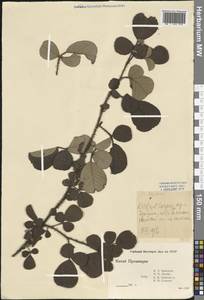 Rubus, South Asia, South Asia (Asia outside ex-Soviet states and Mongolia) (ASIA) (China)