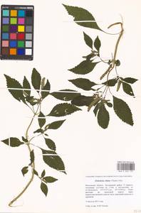 Elsholtzia ciliata (Thunb.) Hyl., Eastern Europe, Moscow region (E4a) (Russia)