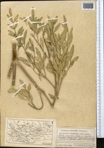 Ferula penninervis Regel & Schmalh., Middle Asia, Western Tian Shan & Karatau (M3) (Kazakhstan)