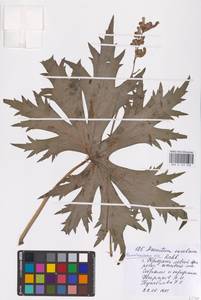 Aconitum septentrionale Koelle, Eastern Europe, Eastern region (E10) (Russia)