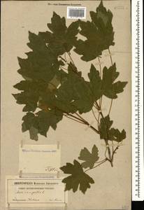 Acer campestre L., Caucasus, Georgia (K4) (Georgia)