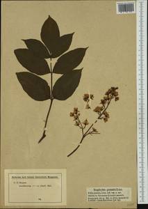 Staphylea pinnata L., Western Europe (EUR) (Germany)