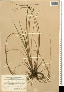 Carex dacica Heuff., Caucasus, South Ossetia (K4b) (South Ossetia)