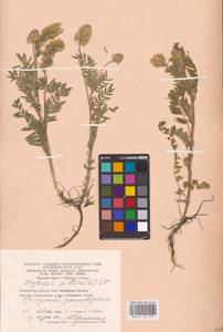 Oxytropis pilosa (L.) DC., Eastern Europe, Eastern region (E10) (Russia)