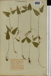 Maianthemum bifolium (L.) F.W.Schmidt, Eastern Europe, Belarus (E3a) (Belarus)