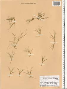 Eleocharis acicularis (L.) Roem. & Schult., Eastern Europe, Central forest region (E5) (Russia)