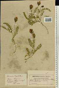 Astragalus danicus Retz., Eastern Europe, North-Western region (E2) (Russia)