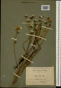 Crepis ciliata K. Koch, Caucasus, Armenia (K5) (Armenia)