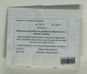 Husnotiella asperifolia (Mitt.) J.A. Jiménez & M.J. Cano, Bryophytes, Bryophytes - Krasnoyarsk Krai, Tyva & Khakassia (B17) (Russia)