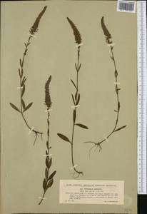Veronica spicata L., Western Europe (EUR) (Czech Republic)