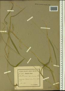 Elymus caninus (L.) L., Siberia, Baikal & Transbaikal region (S4) (Russia)