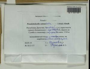 Pseudoleskeella catenulata (Brid. ex Schrad.) Kindb., Bryophytes, Bryophytes - North Caucasus & Ciscaucasia (B12) (Russia)