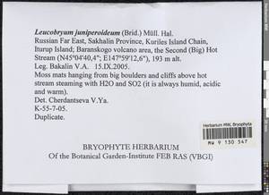 Leucobryum juniperoideum (Brid.) Müll. Hal., Bryophytes, Bryophytes - Russian Far East (excl. Chukotka & Kamchatka) (B20) (Russia)