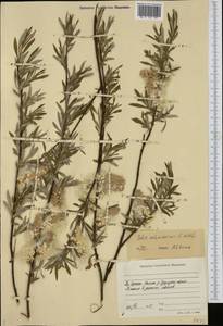 Salix schwerinii E.L.Wolf, Siberia, Yakutia (S5) (Russia)