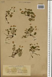 Viola rupestris F.W.Schmidt, Eastern Europe, North Ukrainian region (E11) (Ukraine)