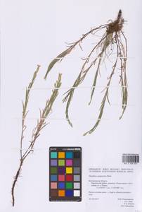 Dianthus campestris M.Bieb., Eastern Europe, Central forest-and-steppe region (E6) (Russia)