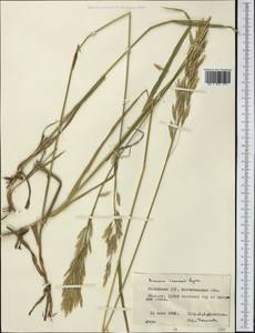 Bromus inermis Leyss., Middle Asia, Northern & Central Kazakhstan (M10) (Kazakhstan)