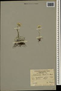 Antennaria caucasica Boriss., Caucasus, South Ossetia (K4b) (South Ossetia)