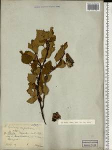 Betula pubescens var. pumila (Zanoni ex Murray) Govaerts, Eastern Europe, Eastern region (E10) (Russia)