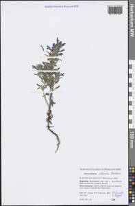 Dracocephalum olchonense Peschkova, Siberia, Baikal & Transbaikal region (S4) (Russia)