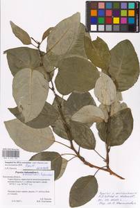 Populus ×moscoviensis Schröd., Eastern Europe, Central region (E4) (Russia)