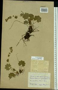 Alchemilla schistophylla Juz., Eastern Europe, Eastern region (E10) (Russia)