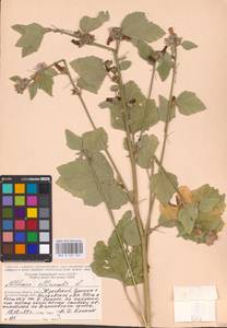 Althaea officinalis L., Eastern Europe, Central region (E4) (Russia)